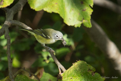 Viro  tte bleu - Blue-headed Vireo