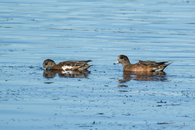 Canard d'Amrique - American Wigeon