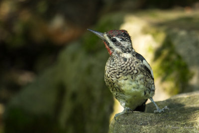 Pic macul juvnile - Yellow-bellied Sapsucker