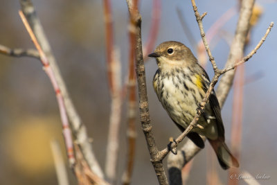 Paruline  croupion jaune - Yellow-rumped Warbler