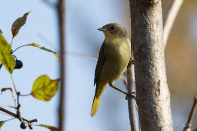 Paruline masque - Common Yellowthroat