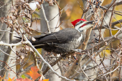 Grand Pic - Pileated Woodpecker