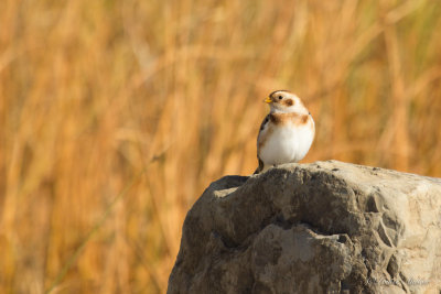 Plectrophanes des neiges -Snow bunting