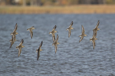 Bcasseau variable - Dunlin