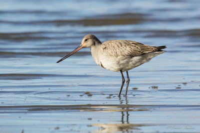 Barge Hudsonienne - Hudsonian Godwit