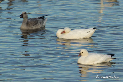 Oie de Ross - Ross's Goose