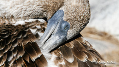 Fou aux pieds bleus - Blue-footed Booby