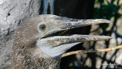 Fou aux pieds bleus - Blue-footed Booby