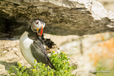 Macareux moine -Atlantic puffin