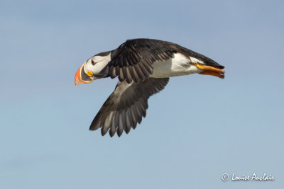 Macareux moine - Atlantic puffin