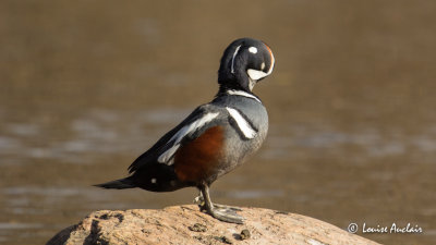 Arlequin plongeur - Harlequin Duck