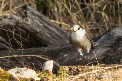 Mésangeai du Canada - Gray Jay