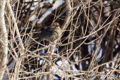 Quiscale rouilleux - Rusty Blackbird