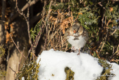 Bruant  face noire- Harris's Sparrow