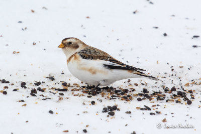 Plectrophanes des neiges - Snow bunting