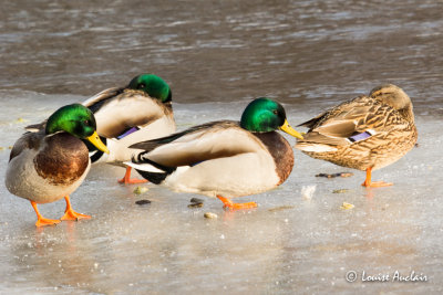 Canard colvert - Mallard