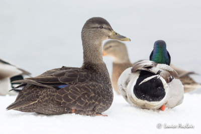 Canard noir - American Black Duck