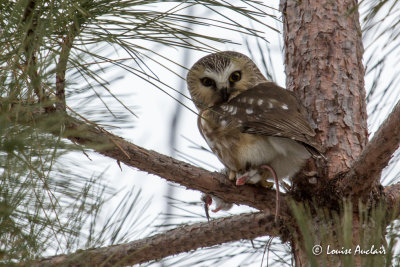Petite Nyctale - Northern Saw-whet Owl