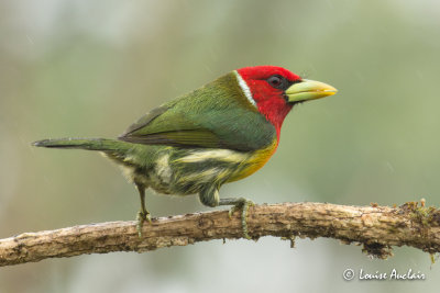 Cabzon  tte rouge - Red-headed Barbet