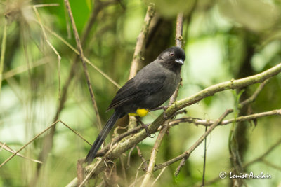 Tohi  cuisses jaunes - Yellow-thighed Finch