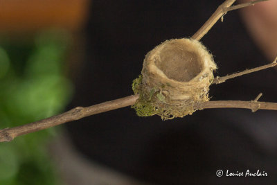 Nid de colibri - Hummingbird nest