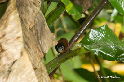 Troglodyte  calotte noire - Bay Wren