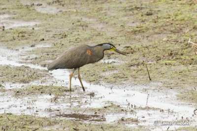 Onor du Mexique - Bare-throated Tiger-Heron
