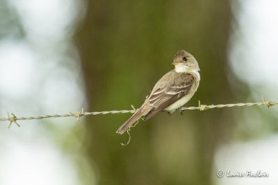 Moucherolle cendr -Tropical Pewee