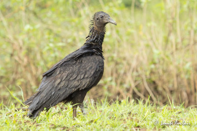 Urubu noir - Black Vulture