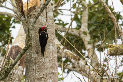Pic  bec clair - Pale-billed Woodpecker