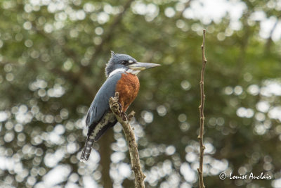 Martin-pcheur  ventre roux - Ringed Kingfisher