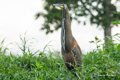 Onor du Mexique - Bare-throated Tiger-Heron
