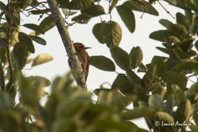 Pic cannelle - Cinnamon Woodpecker