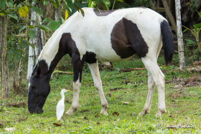 Hron garde-buf (cheval) -  Cattle Egret