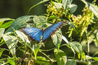 Papillon Morpho