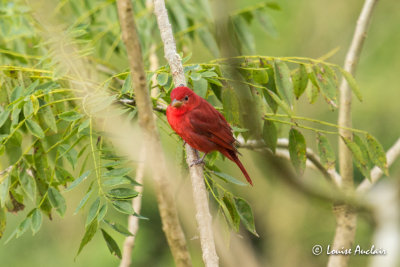 Piranga vermillon - Summer Tanager