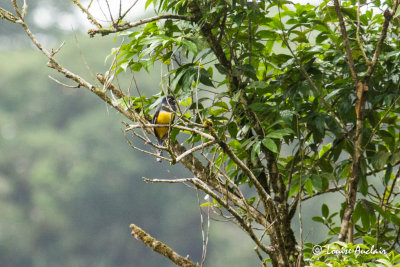 Trogon aurore - Black-throated Trogon