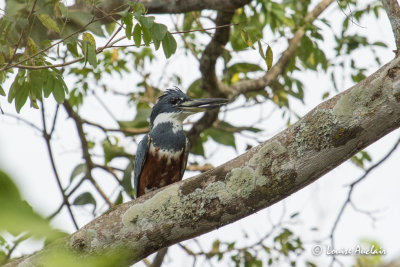 Martin-pcheur  ventre roux - Ringed Kingfisher
