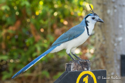 Geai  face blanche - White-throated Magpie-Jay