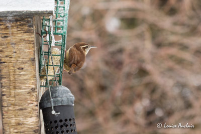 Troglodyte de Caroline - Carolina Wren