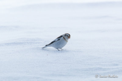 Plectrophanes des neiges - Snow Bunting