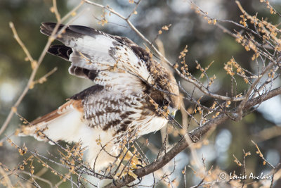 Buse  queue rousse -Red-tailed Hawk