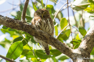Chevchette brune - Ferruginous Pygmy-Owl