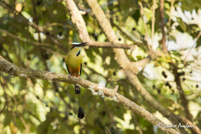 Motmot  sourcils bleus - Turquoise-browed Motmot