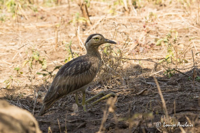 Oedicnme bistri - Double-striped Thick-knee