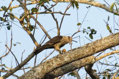 Caracara  tte jaune - Yellow-headed Caracara