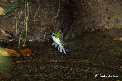 Colibri frique - Purple-crowned Fairy