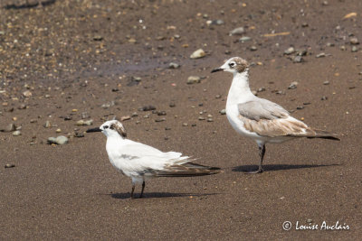 Mouette atricille et Sterne caugek - Laughing Gull and Sandwich Tern