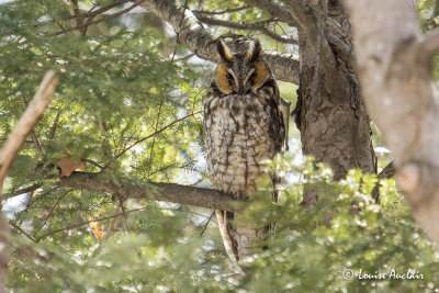 Hibou moyen-duc - Long-eared Owl