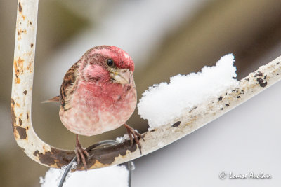 Roselin pourpr - Purple Finch